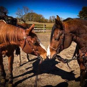 Meet your Posher, Christie